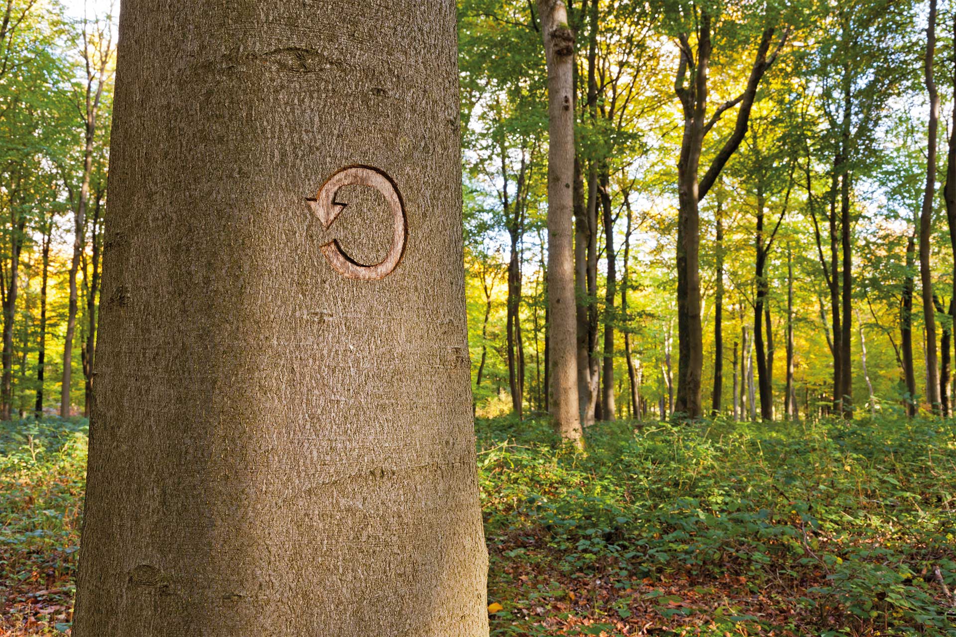 duurzaam hout
